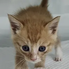 세종 기타(갈색/흰색) 한국 고양이 암컷