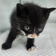 세종 흰색/검은색 얼룩무늬 한국 고양이 수컷